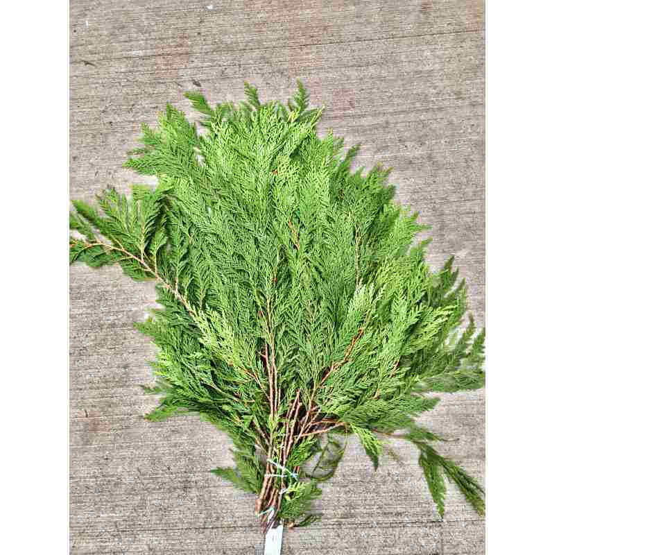 image of a bunch of red cedar branches in a bunch