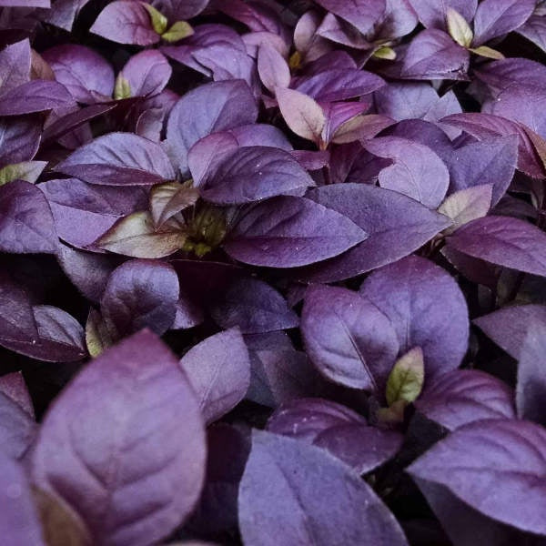 closeup image of many plants showing deep purple oblong pointed leaves