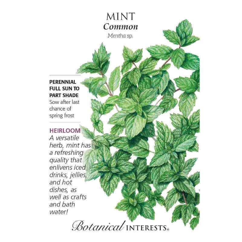 planting spearmint seeds Common Mint Seeds