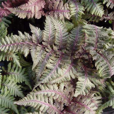 closeup image of fern with several fronds of greyish green with burgundy purple veining