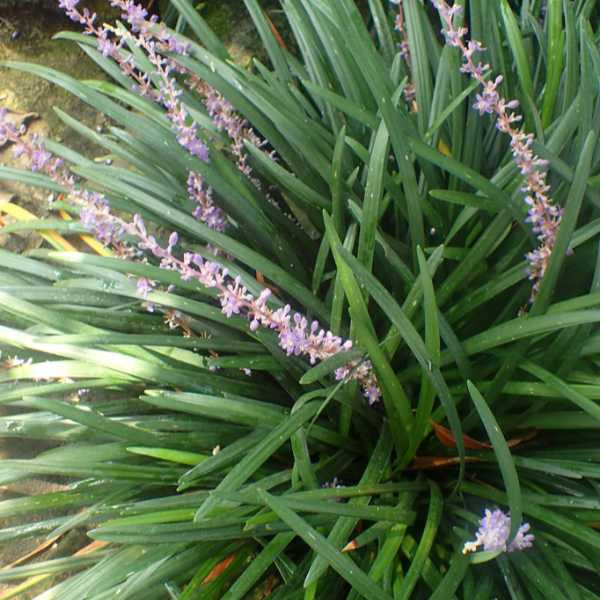 image of mature plant with tall green grass like leaves and thin spikey flowers in pale lavender with tiny blooms
