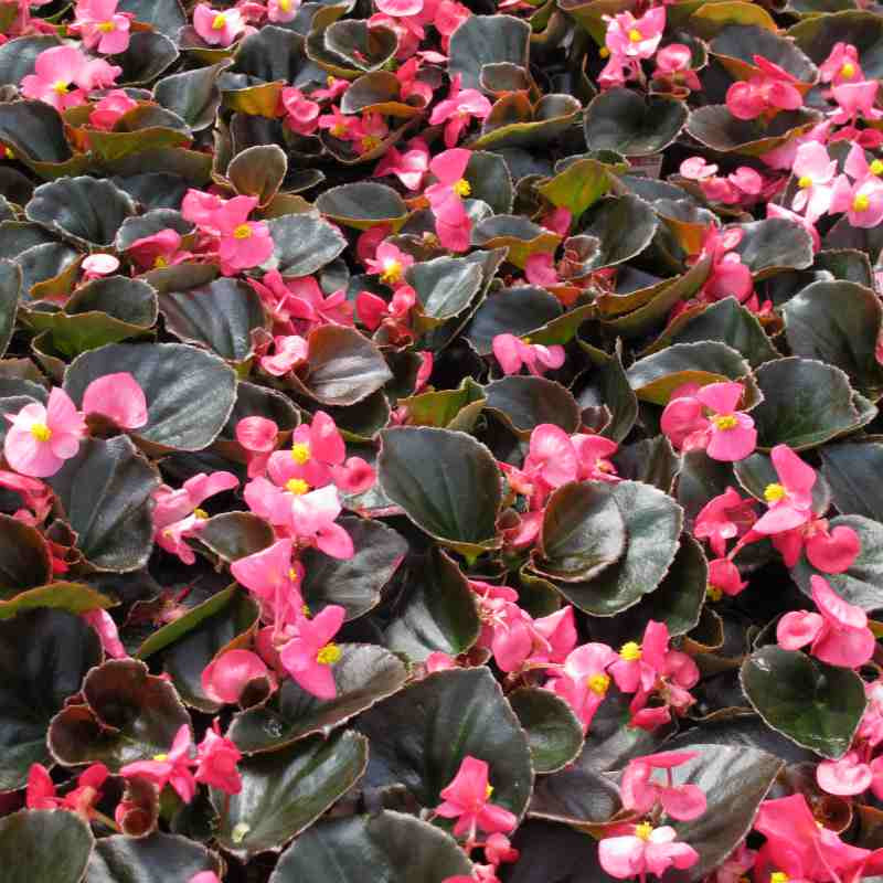 image of several begonia plants in landscape with oval deep bronze green leaves and many small deep pink blooms with small yellow centers