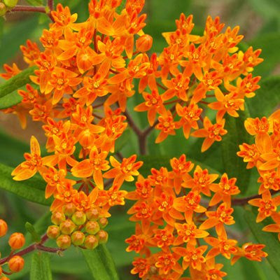 Dozens of small, bright orange blooms clustered together on tall green stems