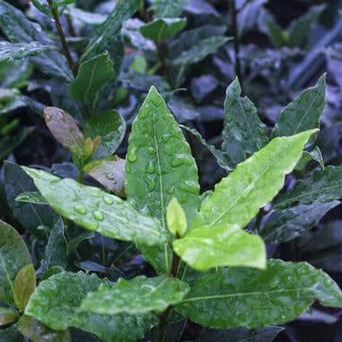 image of plant in landscape with several oblong pointed green leaves