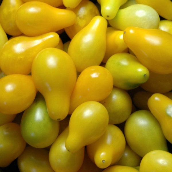 image of a large bunch of small yellow pear shaped tomatoes