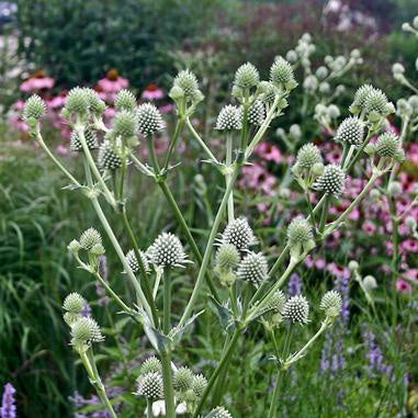 tall erect stems with fuzzy, thimble shaped blooms on top of each stem in a silvery green color