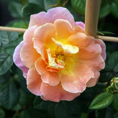 Rosa &#39;Fruity Petals&#39; Climbing Rose
