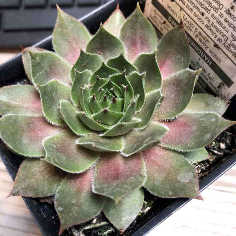 closeup image of plant with rosette leaf growth.  Fleshy, fuzzy leaves with pointed ends in light green to pale pink colors