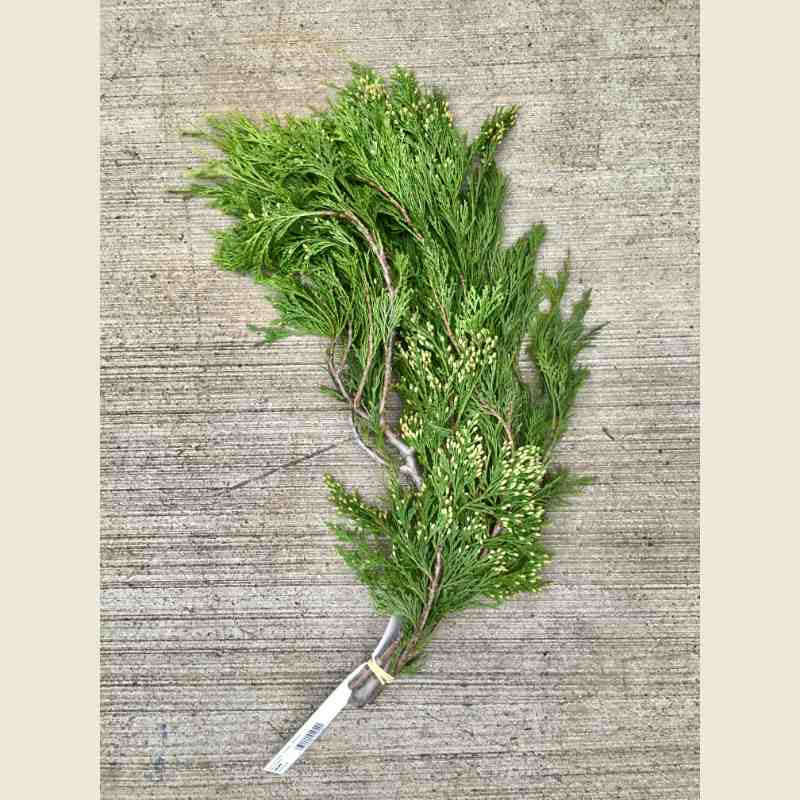 a bunch of incense cedar branches