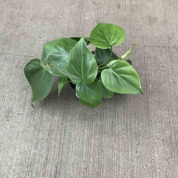 small plant with green heart shaped leaves