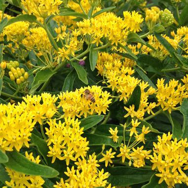 Dozens of small, bright yellow blooms clustered together on tall green stems