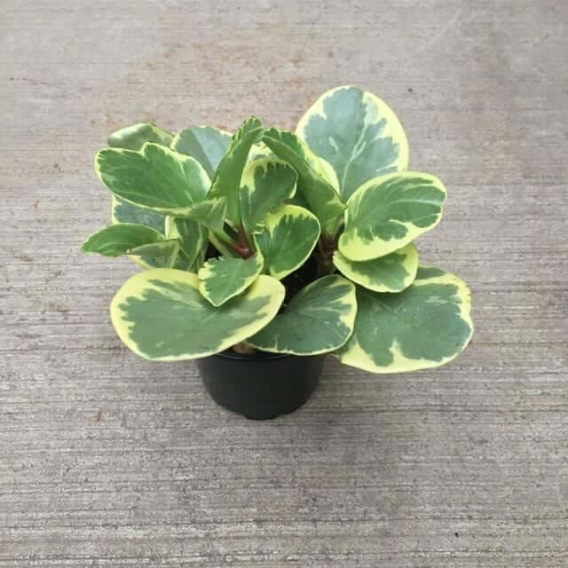 image of small plant with several oval leaves with creamy yellow edges and medium green centers