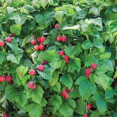 image of raspberry plant with pointed green leaves and many bright red raspberries