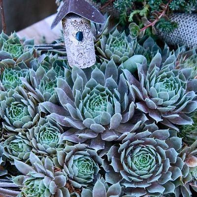 many blue - green plants with circular layers of many petals that come to a point at the end of each petal - there is a bird house at the top of the picture