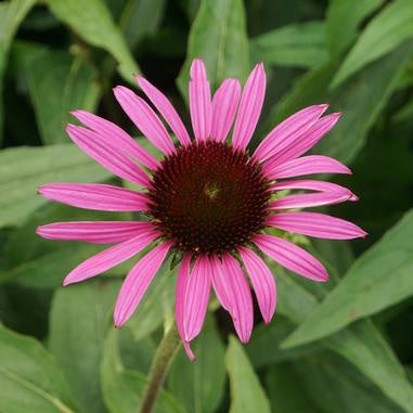 flower with thin, pink petals down with brown center flowers