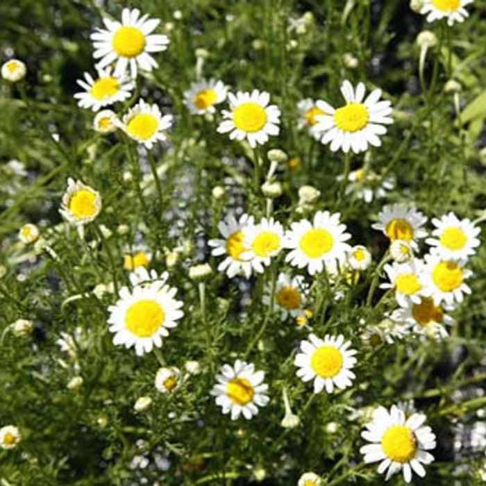 image of chamomile plant in the landscape with daisy like blooms sporting bright white petals and large yellow centers