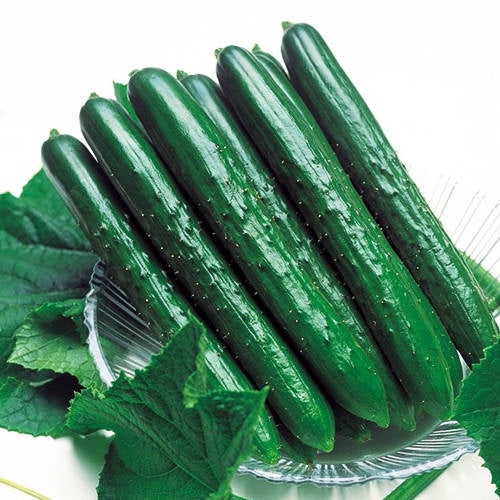 image of several long straight green cucumbers on a glass plate, surrounded by large cucumber vine leaves