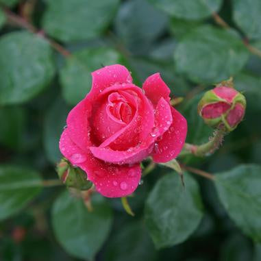 closeup image of rose bloom just starting to open in bright pink color