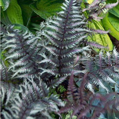image of plant in landscape with delicate deep grey green and purple leaves with thin purple stems