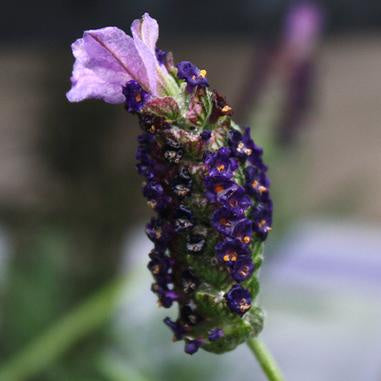 closeup image of lavender bloom in deep purple with light lavender tuft at top