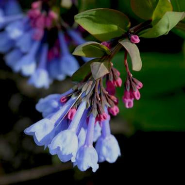 image of blue blooms with pink buds on a stem with green leaves