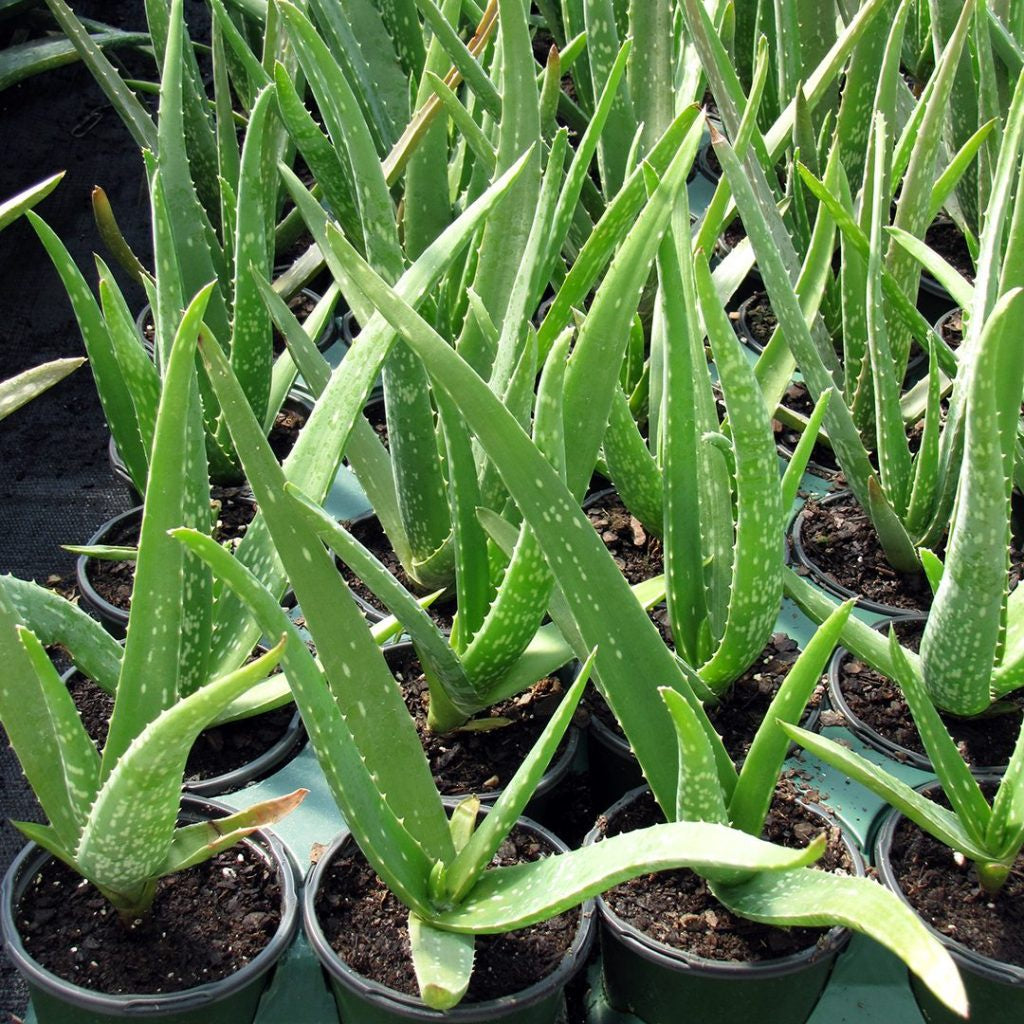 image of several aloe vera plants with tall spiky green leaves in black pots
