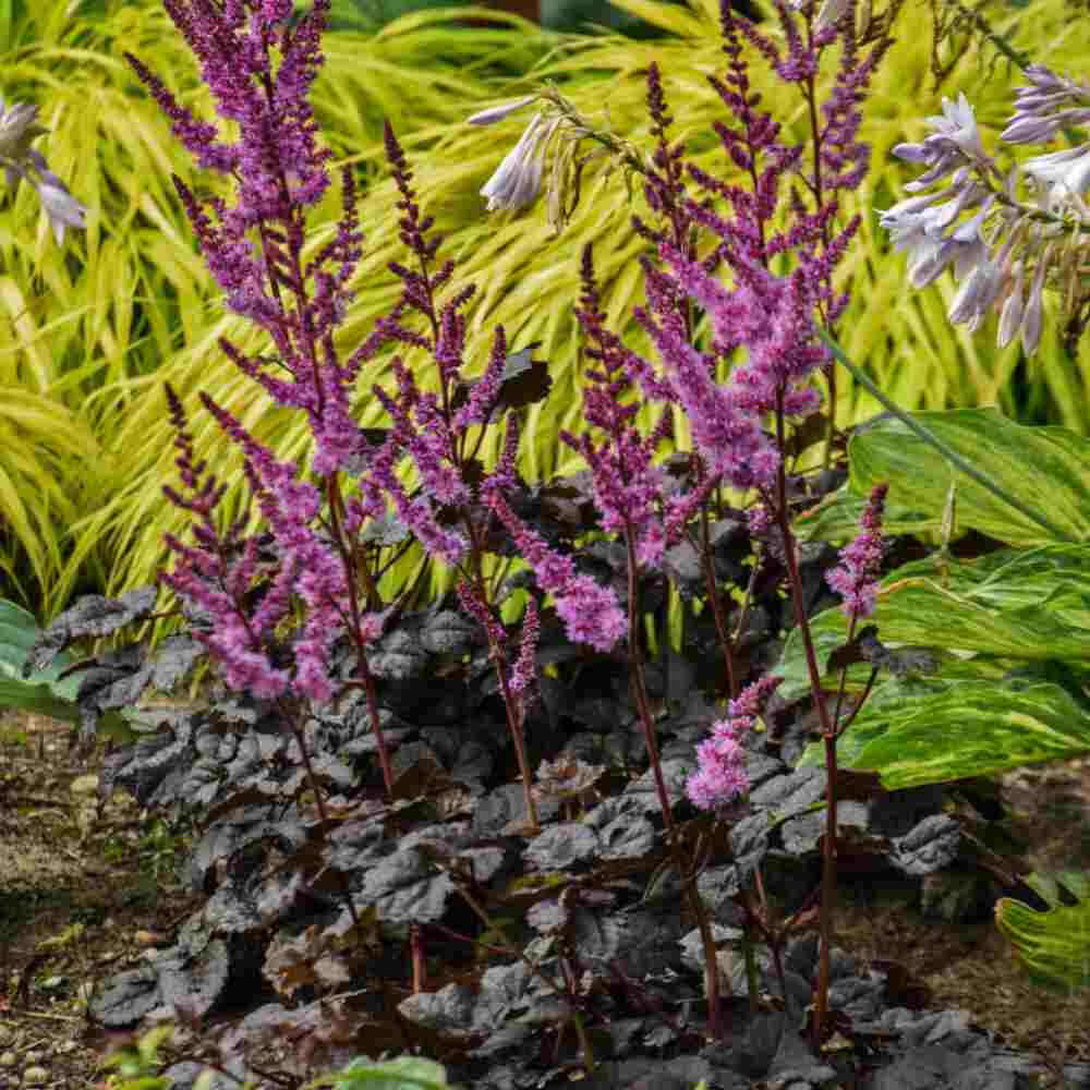 image of plant in landscape, with tall spiky dark purple fuzzy blooms and dark purple ruffled leaves