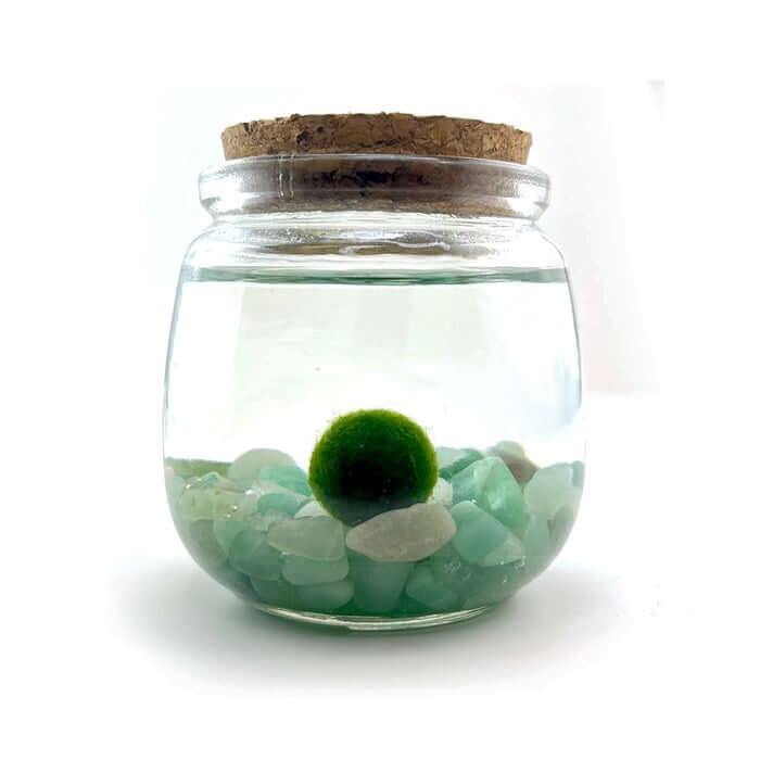 image of a small glass jar with small stones at the bottom and a moss ball floating in water.