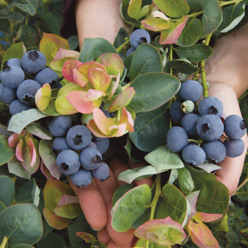 closeup image of two hands holding branches of plant with rounded green, yellow and pink leaves and large dusty blue ripe fruits