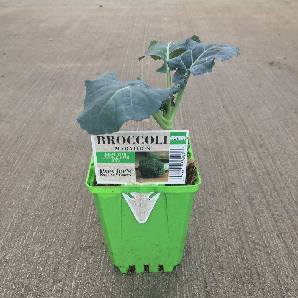 image of bright green pot with small starter plant and label tag