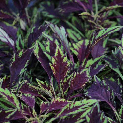 closeup image of coleus plant with pointed oval leaves in deep burgundy with lime green edges