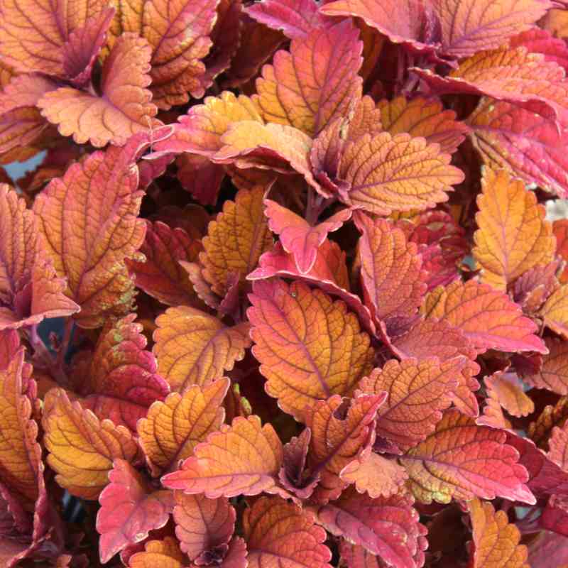 closeup image of coleus plant with serrated leaves in dusty orange and pink red tones