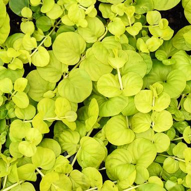 closeup image of lysimachia plant, with bright yellow small round leaves and thin green stems
