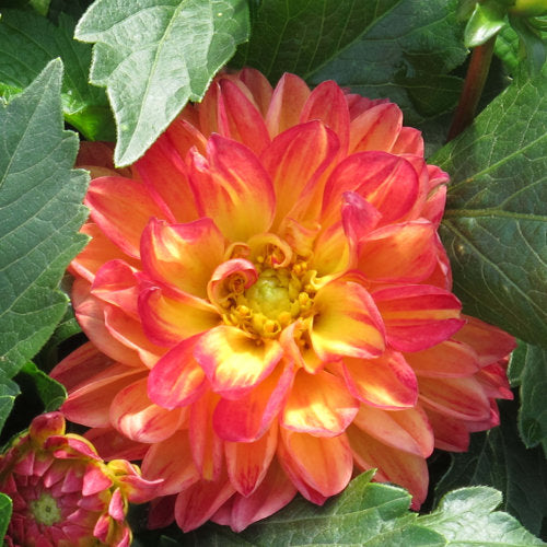 Dahlia Hypnotica   in 6.5 inch pot