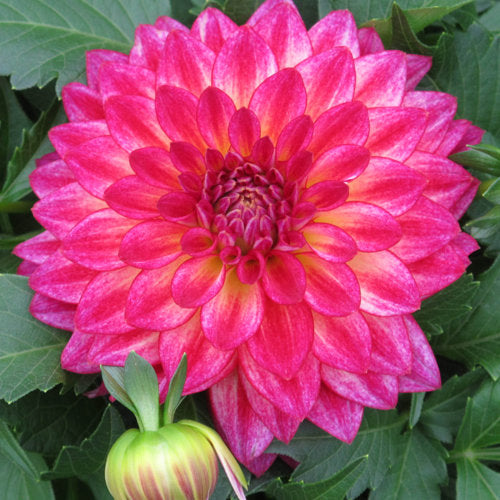 Dahlia Hypnotica   in 6.5 inch pot