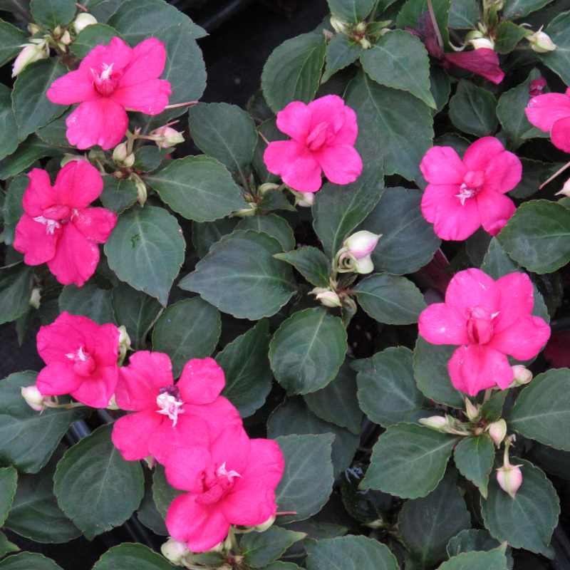 closeup image of plant showing dark green oblong leaves and bright deep pink double blooms