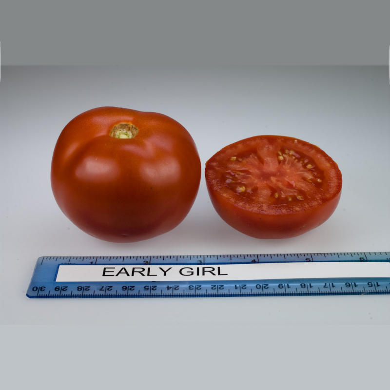 image of whole tomato on left, and bottom half of cut tomato on right, with a ruler below them showing size and a sign that says Early Girl