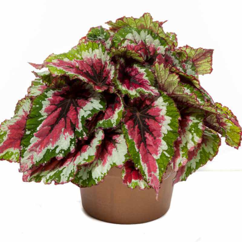 Begonia Rex Shadow King® in 1 Qt pot