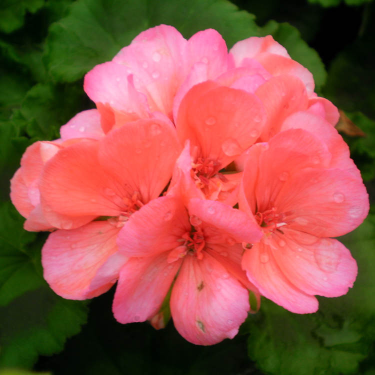 closeup image of geranium bloom in bright salmon pink color