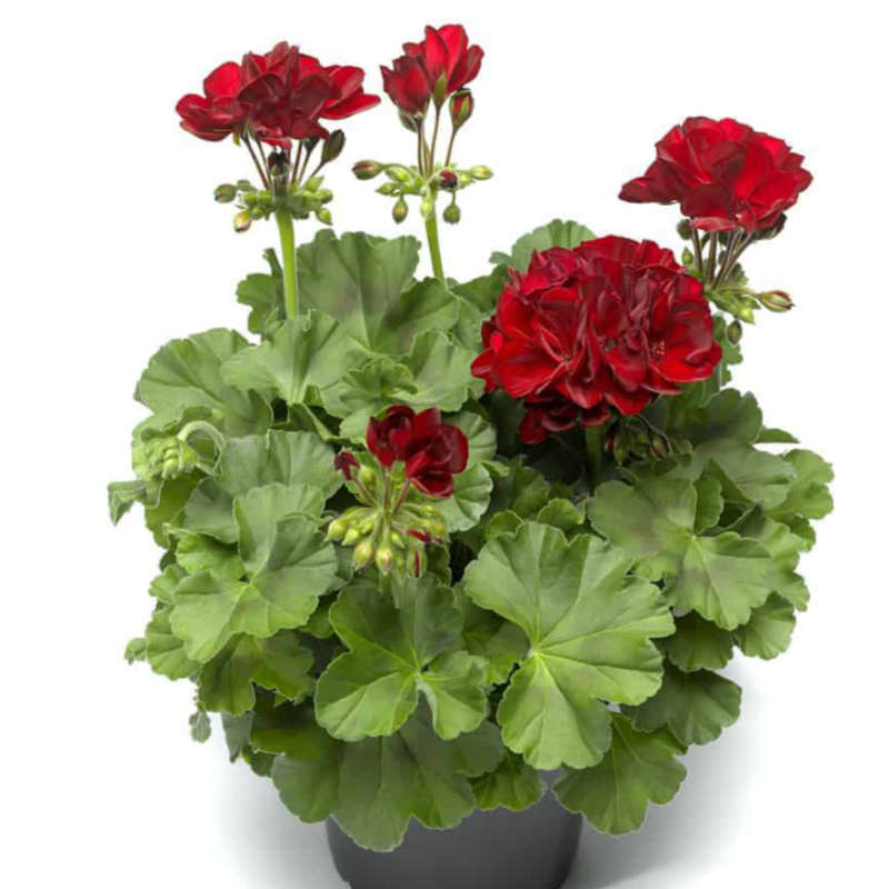 closeup image of geranium bloom with multiple blossoms in bright deep red color