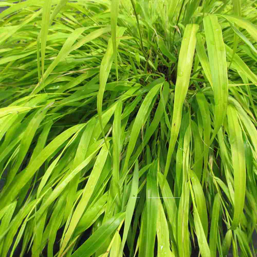 closeup image of plant with lots of long thing bright chartreuse green leaves like grass growing up from a central clump
