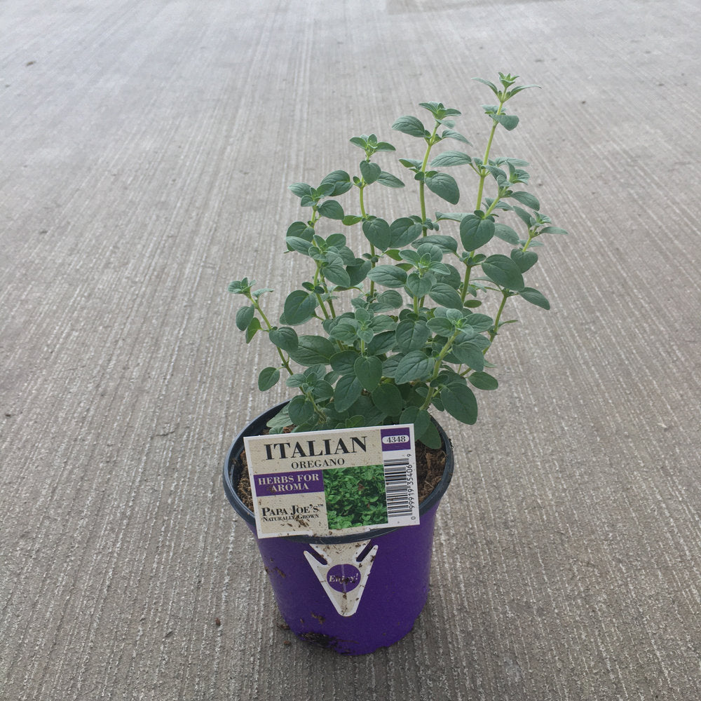 4 inch Italian Oregano Plant