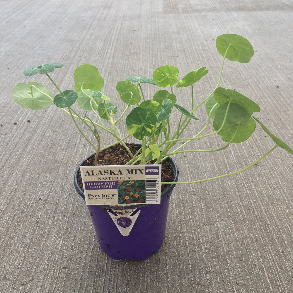 image of a small purple pot with a plant showing thing wavy stems with large circular leaves in green and cream