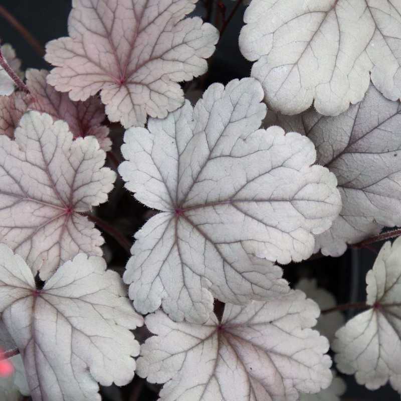 closeup image of plant showing ruffled maple leaf shaped leaves in a silvery grey color with darker veining