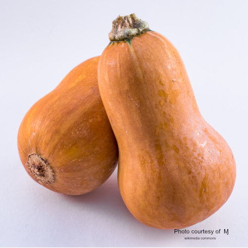 image of two golden honeynut butternut squash leaning against each other