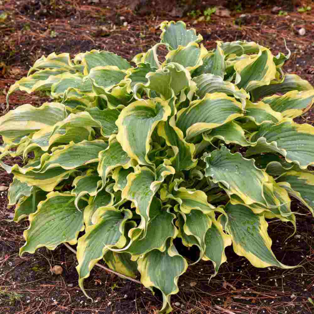 image of mature plant in mounded shape with pointed ruffled leaves in a medium green with lime green edges