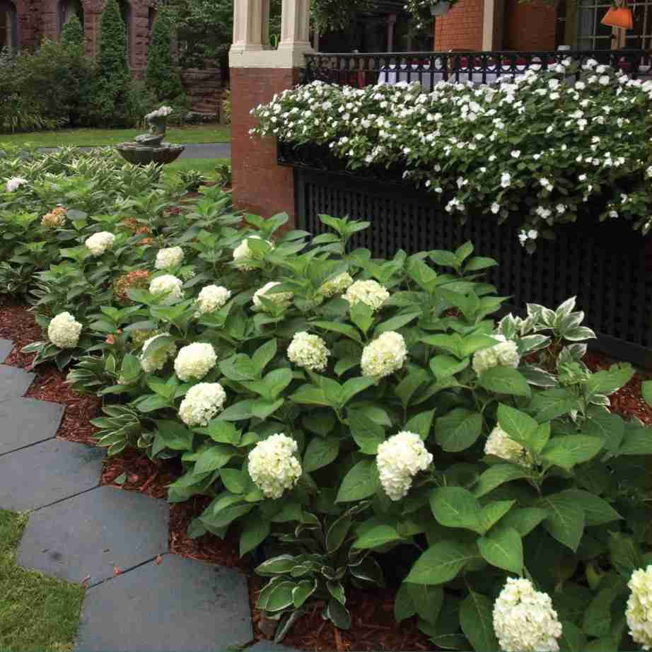 image of several mature bushes in a landscape.  Plant has large pointed green leaves with globe shaped cream colored blooms