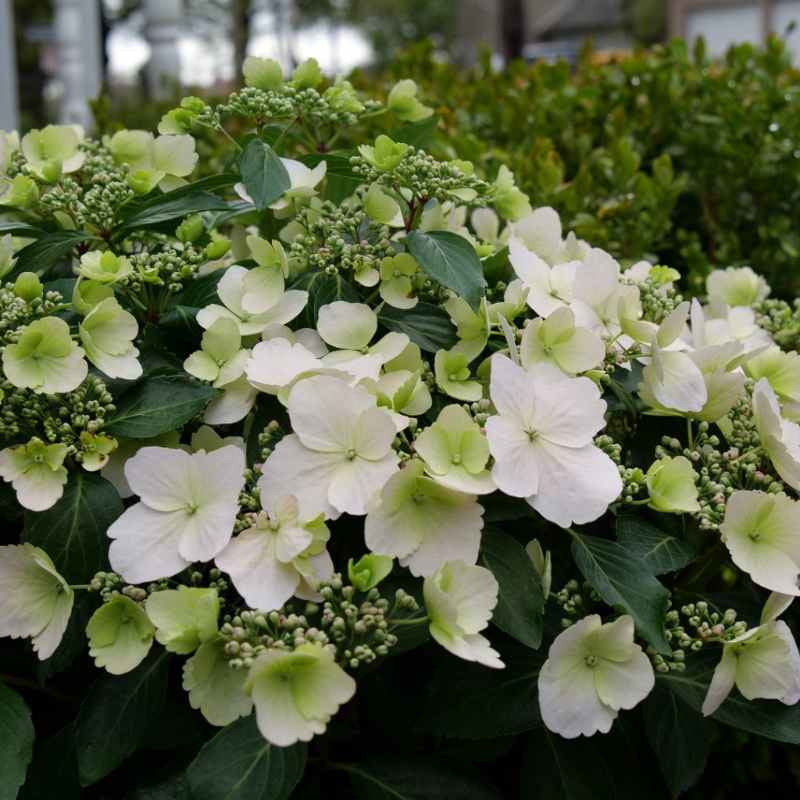 closeup image of shrub with small pointed green leaves and blooms of off white