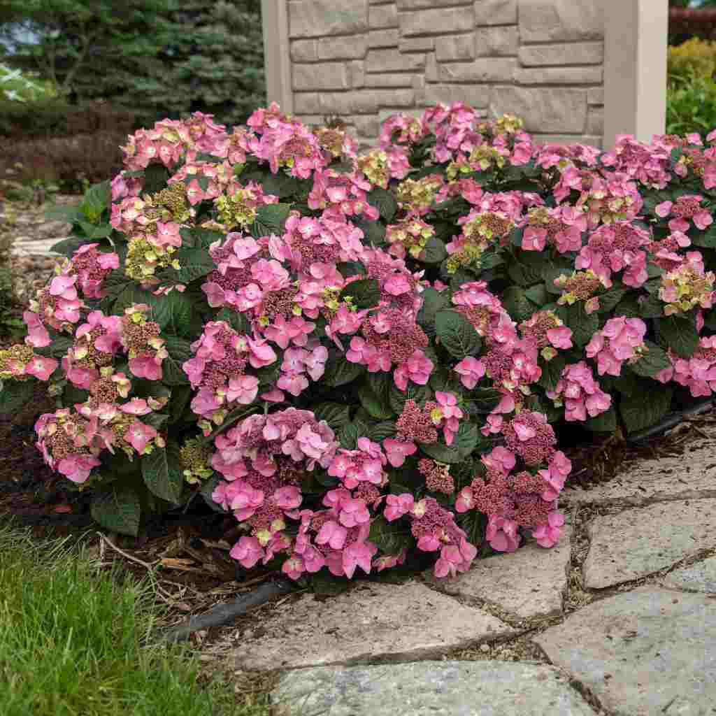 Image of Bouquet of Endless Summer Pop Star hydrangea blooms