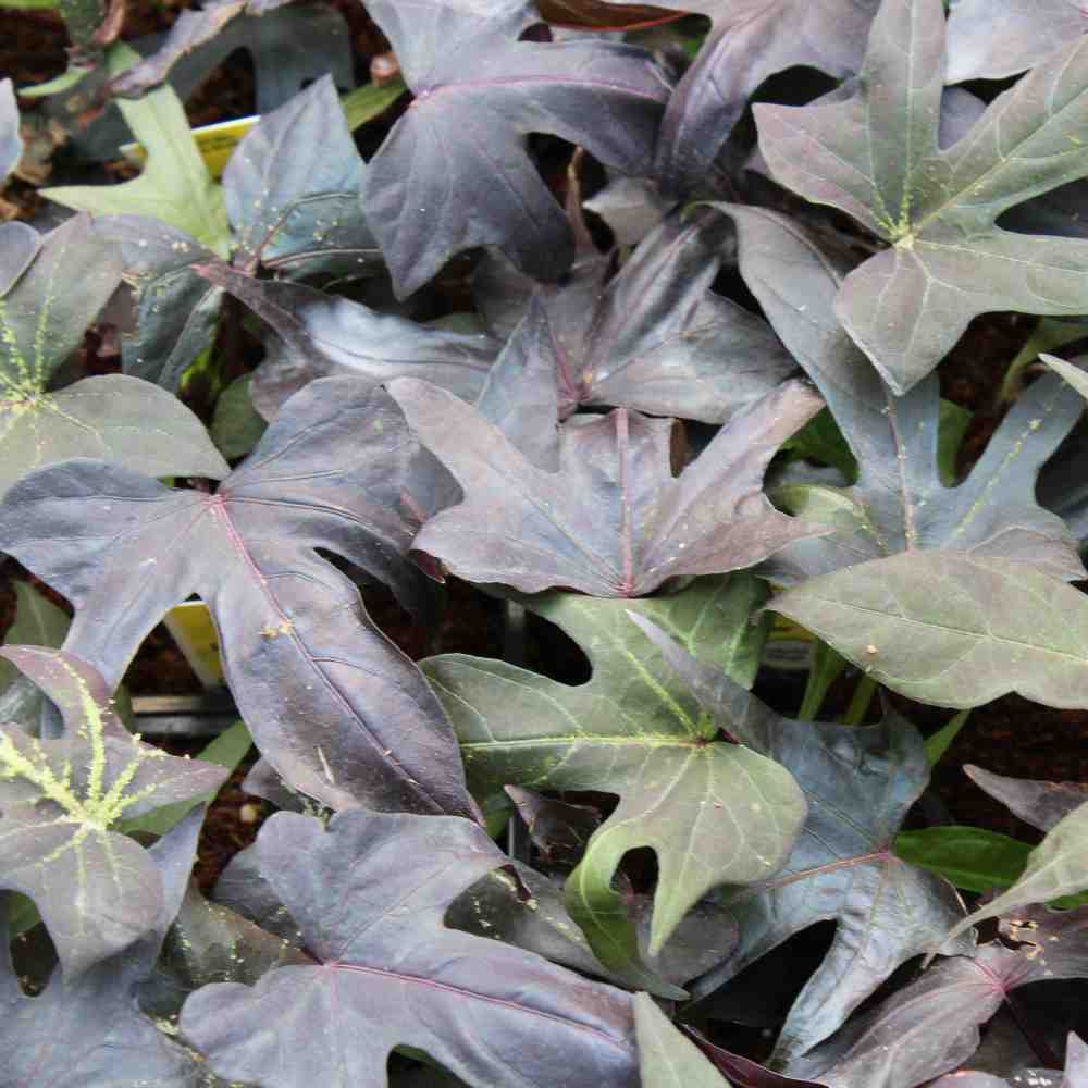 closeup image of many leaves in a maple leaf shape in dark burgundy to deep green tones.